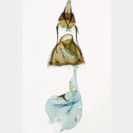 Dichrorampha petiverella w