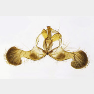 03 Dichrorampha plumbana m