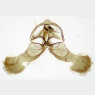 Dichrorampha plumbana m3