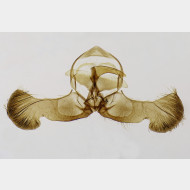 01 Dichrorampha plumbana m