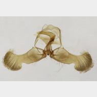 00 Dichrorampha plumbana m