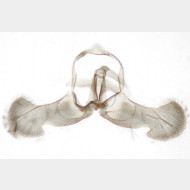 Dichrorampha plumbana m