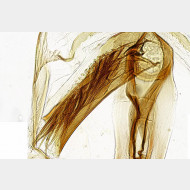 00 Dichrorampha simpliciana m a