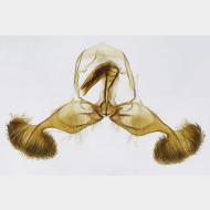 01 Dichrorampha simpliciana m