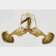 02 Dichrorampha simpliciana m2