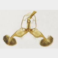 03 Dichrorampha simpliciana m