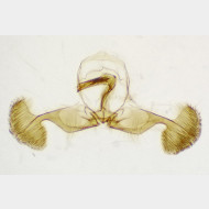 Dichrorampha simpliciana m