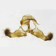 01 Dichrorampha vancouverana m