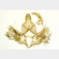 Ditula angustiorana m2