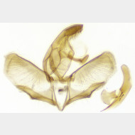 Ditula angustiorana m