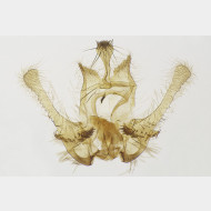 04 Endothenia lapideana m