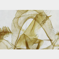 01 Endothenia marginana m a