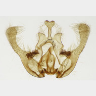 03 Endothenia marginana m