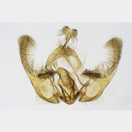 05 Endothenia marginana m