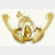 Endothenia marginana m3