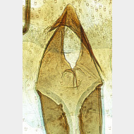 04 Endothenia marginana w ostium