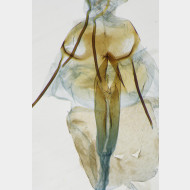Endothenia marginana w ostium2