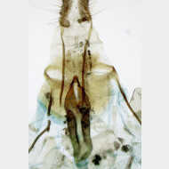 Endothenia marginana w ostium