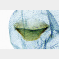 Endothenia marginana w signum