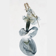 Endothenia marginana w3