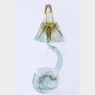 00 Endothenia marginana w
