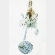 Endothenia marginana w