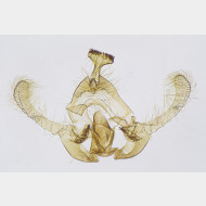 01 Endothenia ustulana m v2