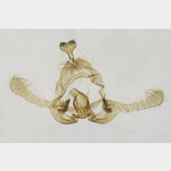 03 Endothenia ustulana m
