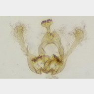 Endothenia ustulana m2
