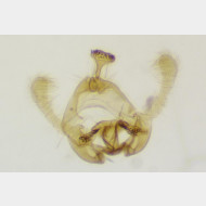 Endothenia ustulana m3