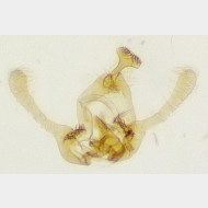 Endothenia ustulana m