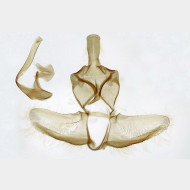 Epagoge grotiana m