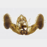 01 Epiblema cirsiana m