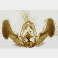 03 Epiblema cirsiana m