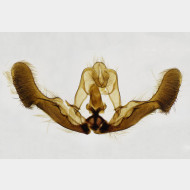 02 Epiblema tussilaginana m v2