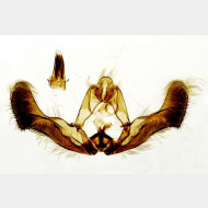 04 Epiblema tussilaginana m2