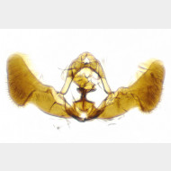 Epiblema scutulana m