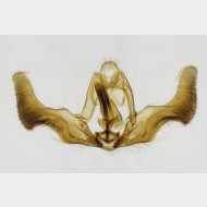 00 Epiblema sticticana m