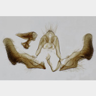 01 Epiblema sticticana m