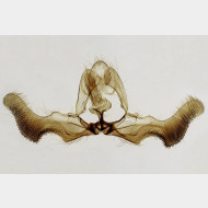 03 Epiblema sticticana m