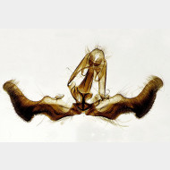 05 Epiblema sticticana m