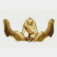 07 Epiblema sticticana m