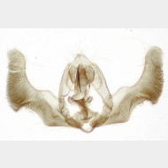 Epiblema sticticana m3