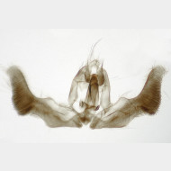 Epiblema sticticana m