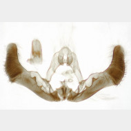 Epiblema turbidana m