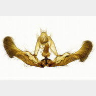 00 Epiblema tussilaginana m