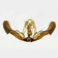 000 Epiblema tussilaginana m