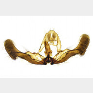 01 Epiblema tussilaginana m v2