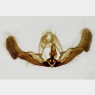 03 Epiblema tussilaginana m