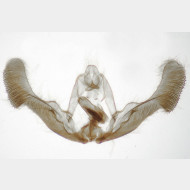 Epiblema tussilaginana m3